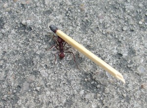 муравей и спичка
